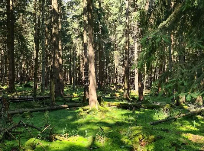 Мини-отель Restauracja & Goscinne *